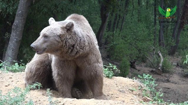 Каковы размеры самого большого медведя смотреть онлайн