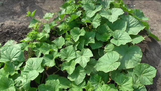 Огурцы МАЛЬЧИК С ПАЛЬЧИК