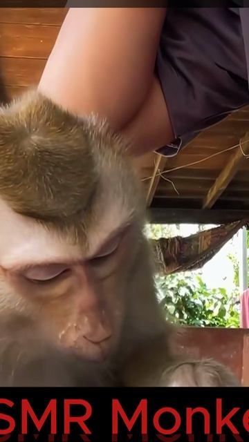 ASMR Monkey смотреть онлайн