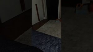 кот ночью, неа, МОЯ КОШКА НОЧЬЮ