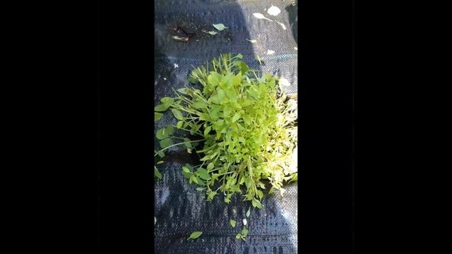 Будни садовода👩🌾😄 смотреть онлайн