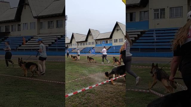 МОЛОДЫЕ СУКИ / КЧК ИРКУТСК 5 июля`25 О.Тимофеева Моно немецких овчарок