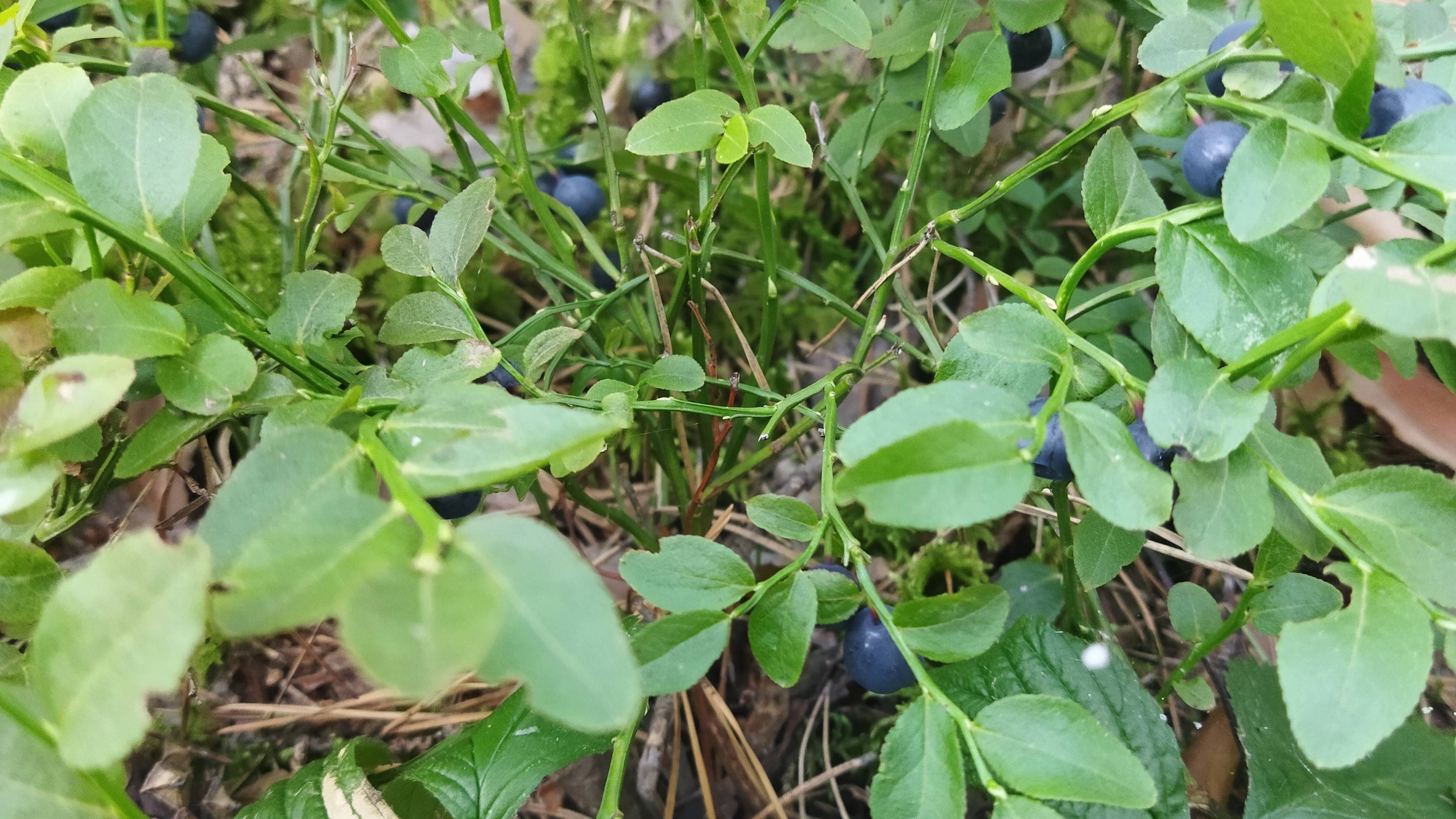 СОБИРАЕМ ЧЕРНИКУ.БАРБОСКИН смотреть онлайн