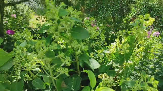 САЖЕНЦЫ ГОРТЕНЗИЙ ИЗ Питомника гортензий Annabelle в июле. Обзор посылки #саженцы #обзорпосылки