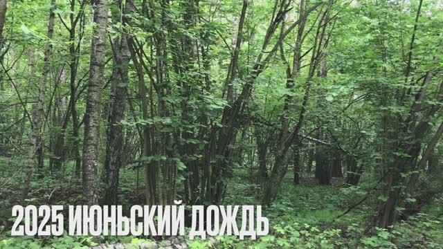 2025 06 Июньский дождь