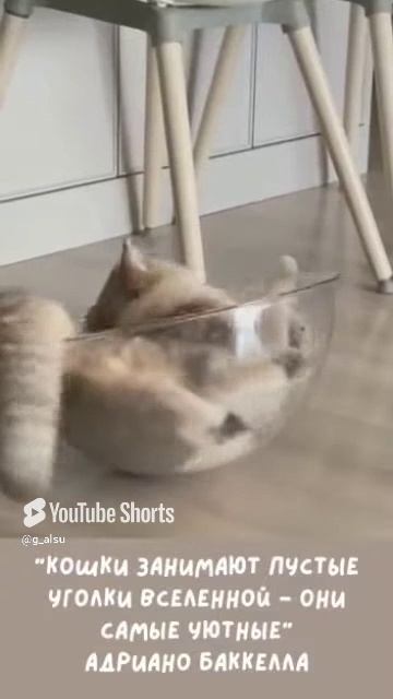 О кошках. смотреть онлайн