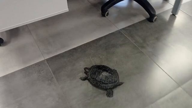 Сотрудник-черепаха Герасим носится по офису