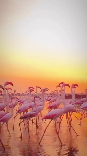 Фламинго — очень красивые птицы смотреть онлайн