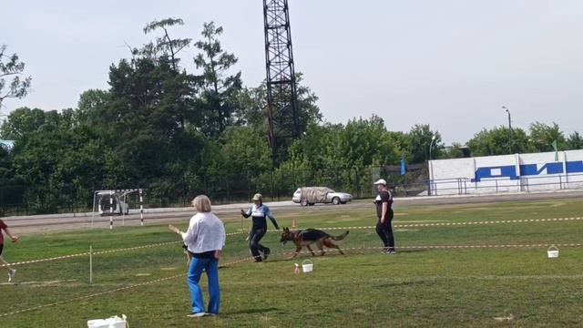 ЮНИОРЫ КОБЕЛИ / КЧК ИРКУТСК 5 июля`25 О.Тимофеева Моно немецких овчарок