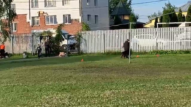 2.  выражено/пож GOLDENE BIENENSTOCK PAVLA (Team Del Sol Nascente Ekaraj – Goldene Bienenstock Diana