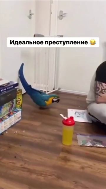 Миссия выполнима смотреть онлайн