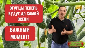 Огурцы в открытом грунте -легко и много!