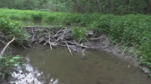 КОПНУЛ ЗЕМЛЮ И ПОСЫПАЛАСЬ ЧЕШУЯ RU