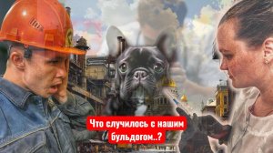 600 км ради здоровья: поездка к ветеринару с французским бульдогом