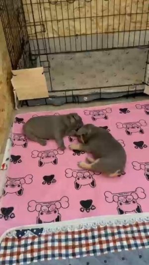 французские бульдоги