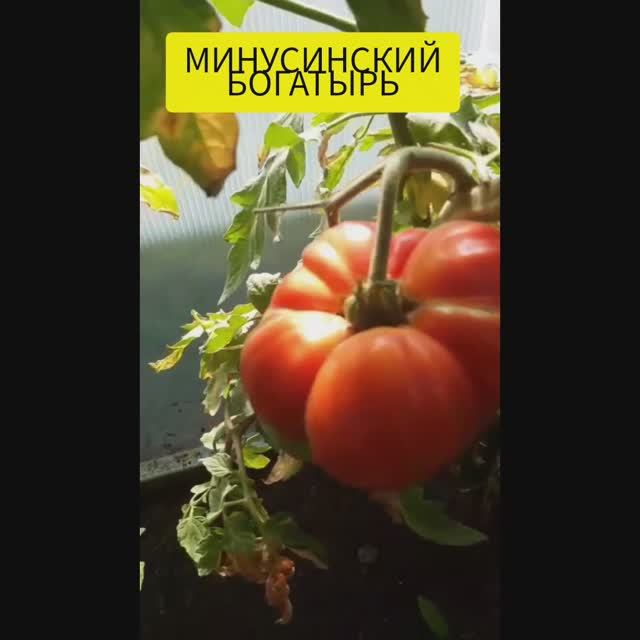 ЗНАМЕНИТАЯ СЕРИЯ МИНУСИНСКИЕ ТОМАТЫ - МИНУСИНСКИЙ БОГАТЫРЬ
ОБЗОР СОРТА смотреть онлайн