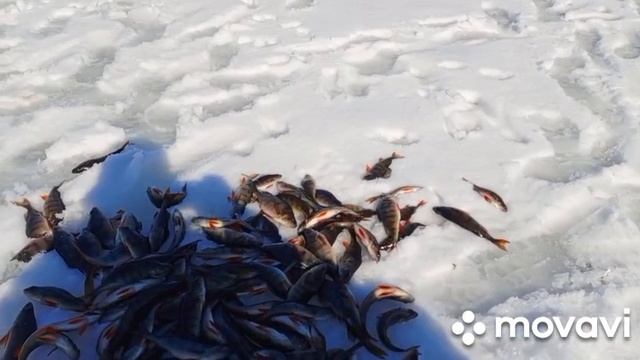 В гостях у Лешего смотреть онлайн