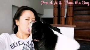 Собака целует тайскую леди