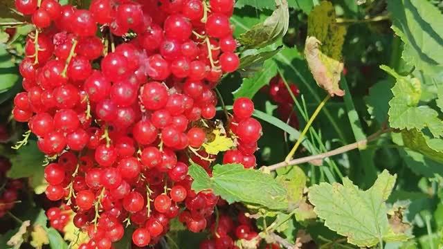 «Вести с полей» — 12 серия \\ ягодная смотреть онлайн