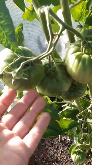 ТОМАТ ПОЛЬСКАЯ ГОРДОСТЬ МАРЖА. ОБЗОР ОТ 09 июля 2025г. смотреть онлайн