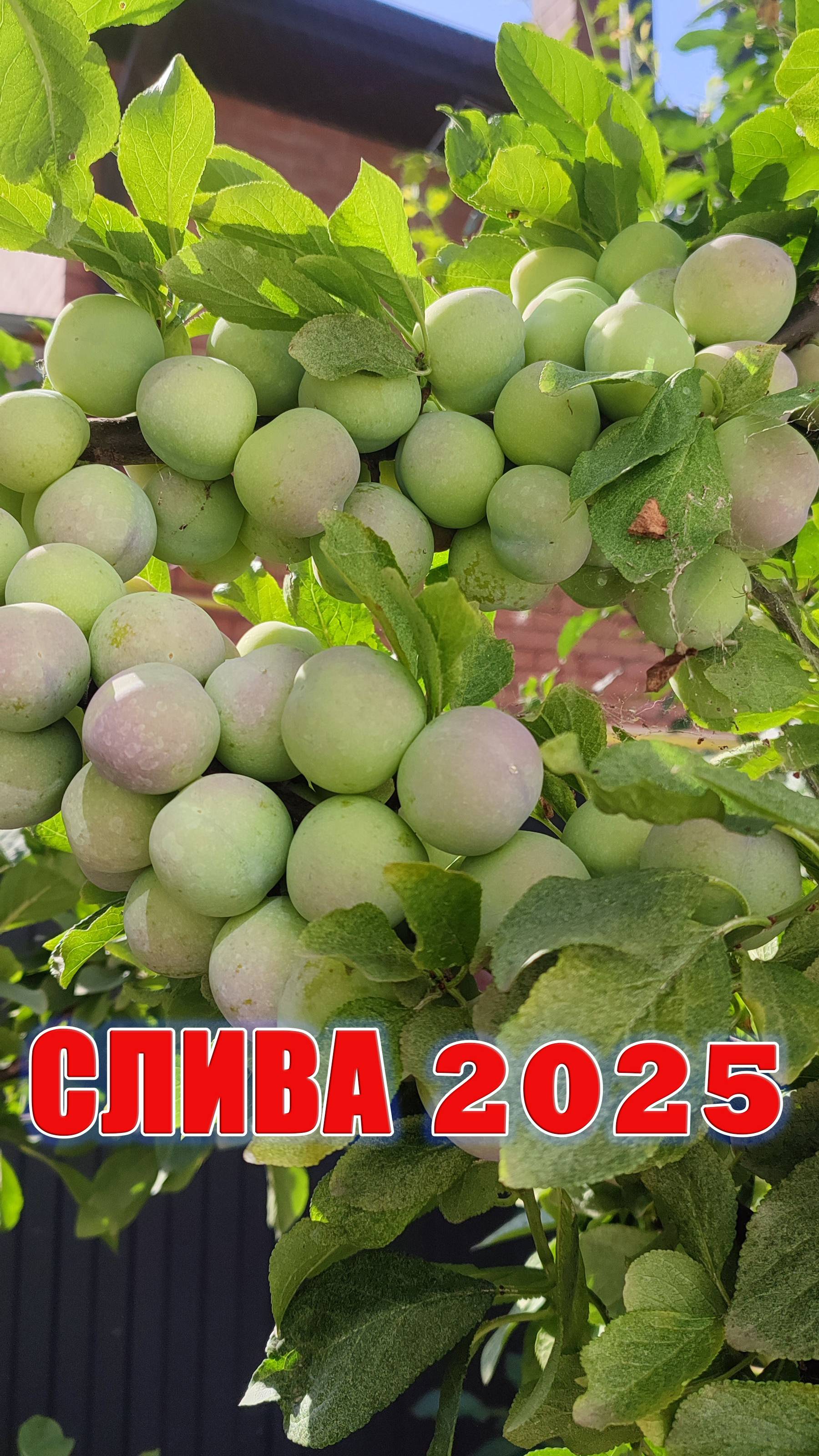 Сливы в нашем саду 2025