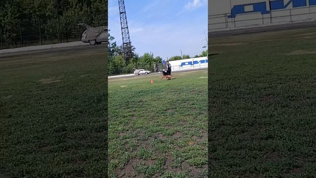 1 Отл. КЧК Grosefohnon EROS +++ №7. КЧК ИРКУТСК 5 июля`25 Моно немецких овчарок