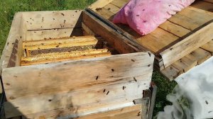 Как работает отводок пчëл на мëд от 15 мая.