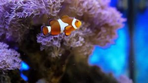 Аквариум, шум воды, нежная мелодия для отдыха, релакса, сна