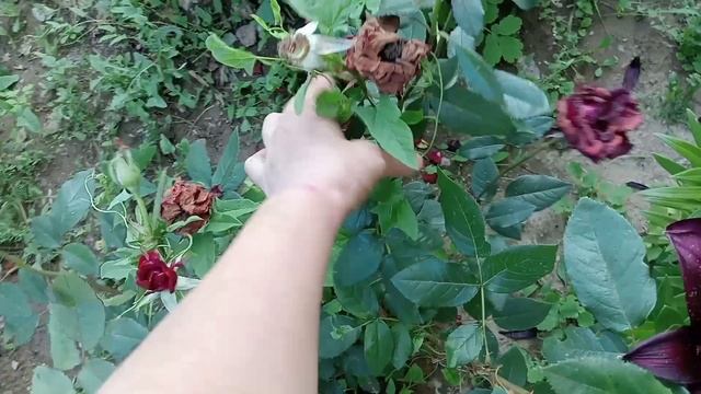 ЖИЗНЬ В ДЕРЕВНЕ/ВЫХОДНЫЕ ДНИ ВИДЕО ПРИВЕТ