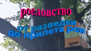 Роеловство от разведки до прилета роя