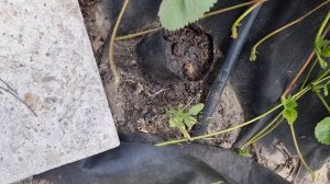 Делишки огородные