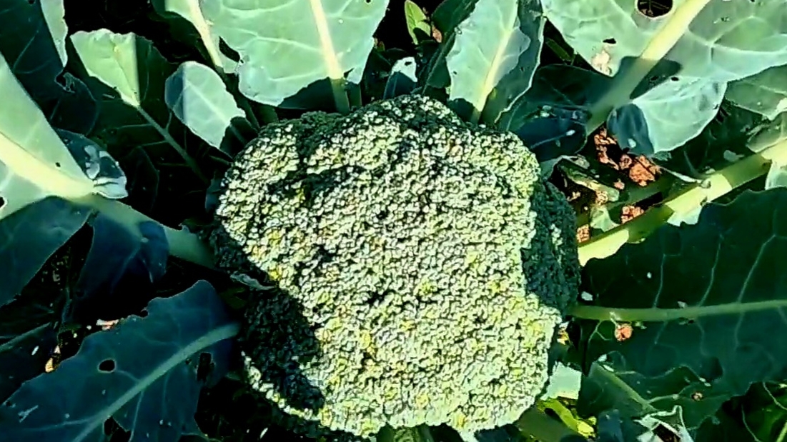 Важная ПОДКОРМКА БРОККОЛИ для получения урожая до глубокой осени!! смотреть онлайн