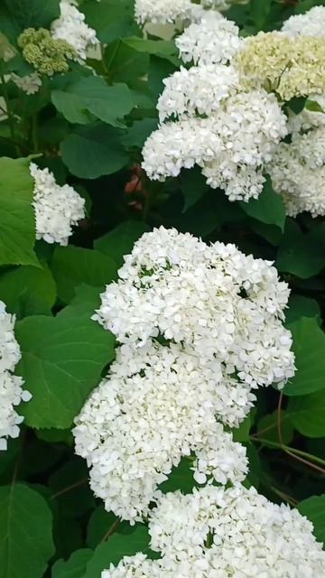 Клематис кири те канава, гортензии, розы, хосты13.07.2025 смотреть онлайн