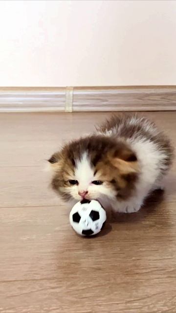 А я думал, что это съедобно. Котёнок. смотреть онлайн