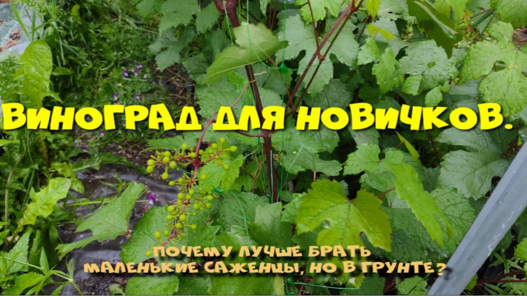 ВИНОГРАД ДЛЯ НОВИЧКОВ. ПОЧЕМУ МАЛЕНЬКИЕ САЖЕНЦЫ ЛУЧШЕ? смотреть онлайн