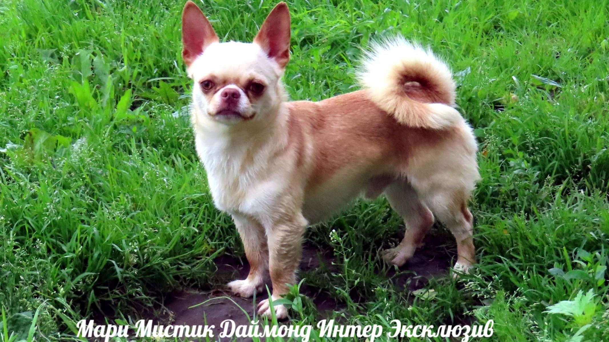 Видео для тех, кто БОИТСЯ купить ПОДРОЩЕННУЮ собаку ЧИХУАХУА. . Анжелика ПЕРВЫЙ день в НОВОМ ДОМЕ смотреть онлайн