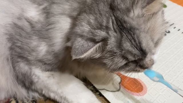 Лапки в облаках: сказка о пушистой диве