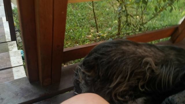 СОЧИ ГОРНОЕ ЛОО УТРО 16.07.2025 смотреть онлайн