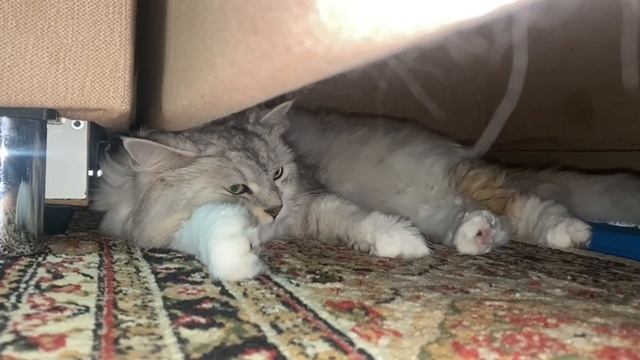 Мягкая фантазия: история пушистой принцессы