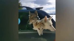 Самые смешные животные / Приколы с котами и собаками 2025 #15