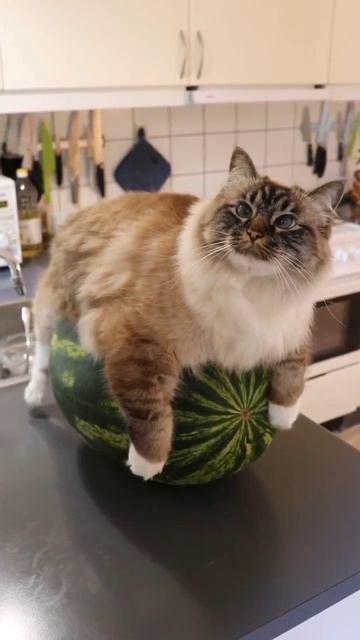 Я согрел для вас арбуз смотреть онлайн