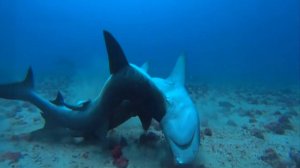 РИФОВАЯ АКУЛА - хищник, питающийся страхом своих жертв!