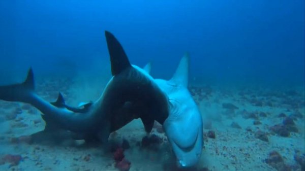 РИФОВАЯ АКУЛА - хищник, питающийся страхом своих жертв!