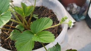 Новинка в моем огороде - ремонтантная клубника сорта Гирлянда