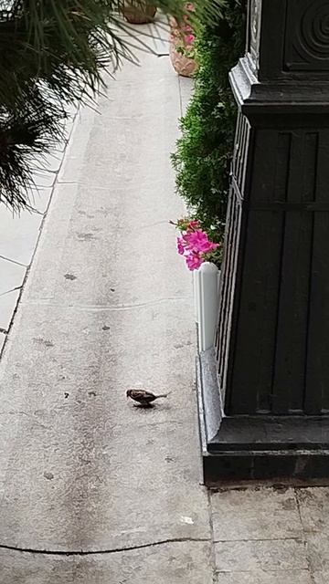 Крылатые вандалы -воробьи едят цветочки смотреть онлайн