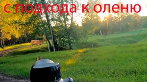 Охота с подхода на оленя с Sytong LM02-25 LRF и обзор прицела