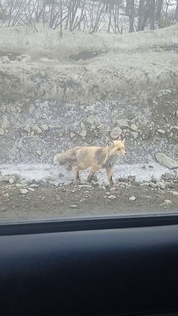 Лис / На Хайлюксе / часть 1