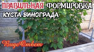 ПРАВИЛЬНАЯ ФОРМИРОВКА куста ВИНОГРАДА. ВидеОтвет на вопрос.
