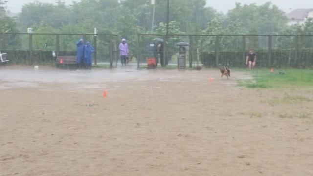 6.  выражено/перв ХАУС ФАННИ ВЕРДЖИНИЯ (Targaryen Wilcza Horda-Team – Хаус Фанни Фрау Лагерта)