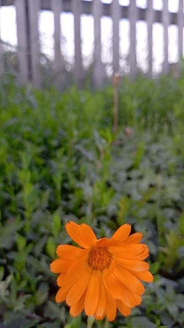 1000009359.mp4 смотреть онлайн